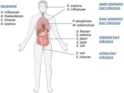 Molybdenum Enzymes and How They Support Virulence in Pathogenic Bacteria